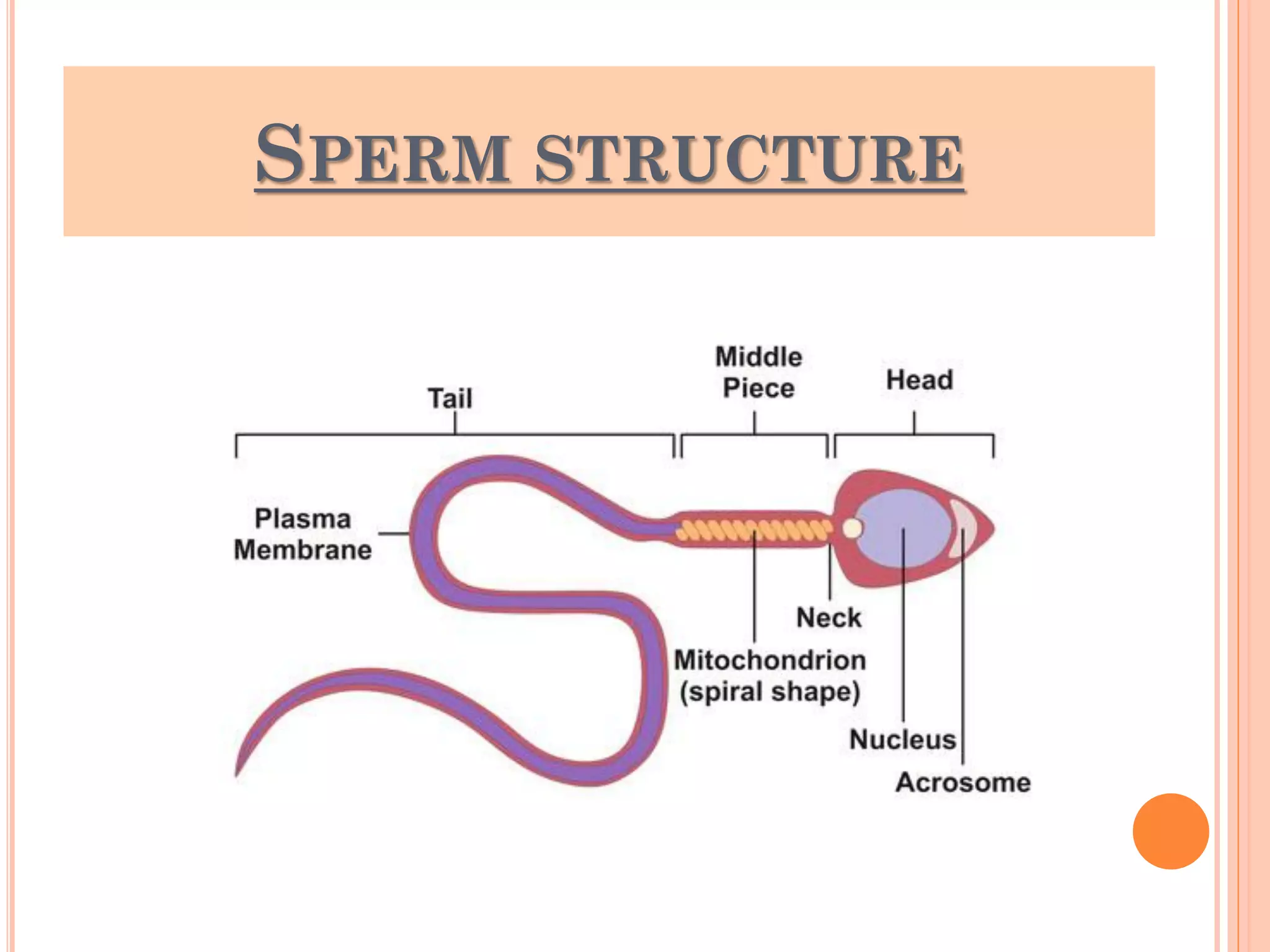 SPERM STRUCTURE
 