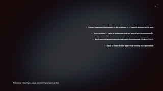 • Primary spermatocytes remain in the prophase of 1st meiotic division for 16 days.
• Each contains 22 pairs of autosomes and one pair of sex chromosome XY.
• Each secondary spermatocyte has equal chromosomes (22+X) or (22=Y).
• Each of these divides again thus forming four spermatids.
Reference : http://www.uwyo.edu/wjm/repro/spermat.htm
 