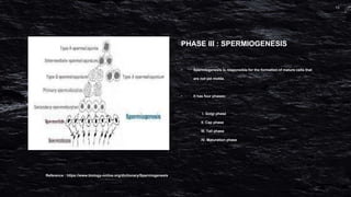 PHASE III : SPERMIOGENESIS
• Spermiogenesis is responsible for the formation of mature cells that
are not yet motile.
• It has four phases:
I. Golgi phase
II. Cap phase
III. Tail phase
IV. Maturation phase
Reference : https://www.biology-online.org/dictionary/Spermiogenesis
 