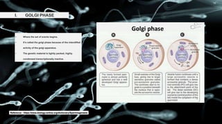 I. GOLGI PHASE
• Where the set of events begins.
• It’s called the golgi phase because of the intendified
activity of the golgi apparatus.
• The genetic material is tightly packed, highly.
condensed transcriptionally inactive.
Reference : https://www.biology-online.org/dictionary/Spermiogenesis
 
