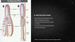 IV. MATURATION PHASE
• Mitochondria forms a spiral assembly around the
flagellum that defines the middle piece.
• The postnuclear cap is formed from the manchette
microtubules.
• The annulus forms the juncture between the middle
piece and the principal piece.
Reference : https://www.biology-online.org/dictionary/Spermiogenesis
17
 