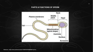PARTS & FUNCTIONS OF SPERM
Reference : https://www.pinterest.ph/pin/178807047678002950/?lp=true
 
