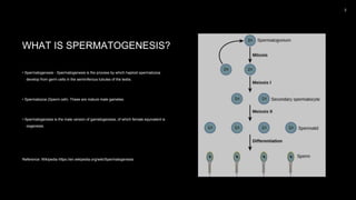 WHAT IS SPERMATOGENESIS?
• Spermatogenesis - Spermatogenesis is the process by which haploid spermatozoa
develop from germ cells in the seminiferous tubules of the testis.
• Spermatozoa (Sperm cell)- These are mature male gametes.
• Spermatogenesis is the male version of gametogenesis, of which female equivalent is
oogenesis.
Reference: Wikipedia https://en.wikipedia.org/wiki/Spermatogenesis
 