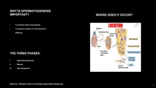 WHY IS SPERMATOGENESIS
IMPORTANT? WHERE DOES IT OCCUR?
THE THREE PHASES:
• To produce mature male gamete
• To preserve number of chromosomes in
offspring
I. Spermatocytogenesis
II. Meiosis
III. Spermiogenesis
Reference : Wikipedia. https://en.wikipedia.org/wiki/Spermatogenesis
 