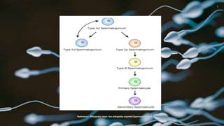 Reference: Wikipedia https://en.wikipedia.org/wiki/Spermatogonium
 