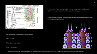 The entire process of spermatocytogenesis by which spermatogonial stem cells divide and
differentiate into spermatozoa includes four stages, those four stages are as follows:
• STAGE I, SPERMATOGONIUM: an undifferentiated male germ cell originating in the seminal tubule
and dividing into two spermatocytes.
There are three types of spermatogonia in humans, they are;
1. Type Ad (dark)
2. Type Ap spermatogonia (pale)
3. Type B spermatogonia
References: Simorangkir, D.; Wreford, N. (1998-04-01). "Spermatogenesis". Human Reproduction. 13 (suppl_1): 1–8. doi:10.1093/humrep/13.suppl_1.1. ISSN 0268-1161.
 