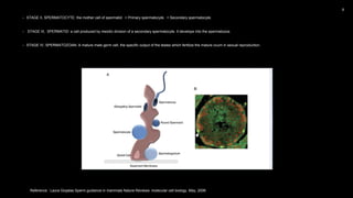 • STAGE II, SPERMATOCYTE: the mother cell of spermatid. > Primary spermatocyte. > Secondary spermatocyte.
• STAGE III, SPERMATID: a cell produced by meiotic division of a secondary spermatocyte. It develops into the spermatozoa.
• STAGE IV, SPERMATOZOAN: A mature male germ cell, the specific output of the testes which fertilize the mature ovum in sexual reproduction.
Reference : Laura Giojalas.Sperm guidance in mammals Nature Reviews: molecular cell biology. May, 2006
 