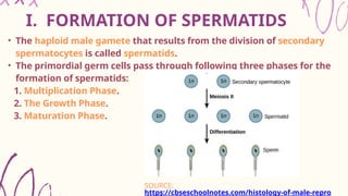 Gamet Formation Male Gamete formation : Spermatogenesis | PPTX