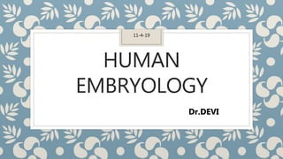 HUMAN
EMBRYOLOGY
11-4-19
Dr.DEVI
 