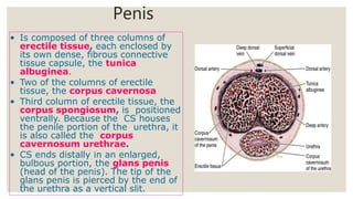 Spermatogenesis | PPTX