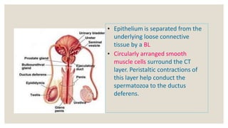 • Epithelium is separated from the
underlying loose connective
tissue by a BL
• Circularly arranged smooth
muscle cells su...