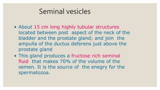 Seminal vesicles
• About 15 cm long highly tubular structures
located between post aspect of the neck of the
bladder and t...