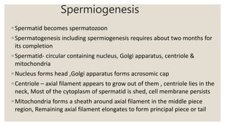 Maturation and
capacitation of
spermatozoa
◦ When first formed in seminiferous tubules-
spermatozoa is immature- incapable...
