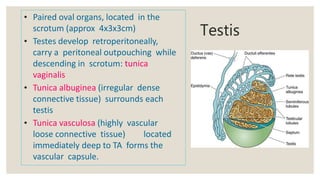 Testis
• Paired oval organs, located in the
scrotum (approx 4x3x3cm)
• Testes develop retroperitoneally,
carry a peritonea...