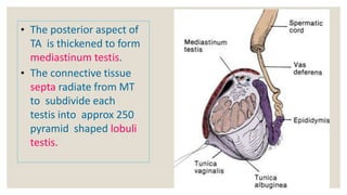 • The posterior aspect of
TA is thickened to form
mediastinum testis.
• The connective tissue
septa radiate from MT
to sub...