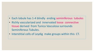 • Each lobule has 1-4 blindly ending seminiferous tubules
• Richly vascularized and innervated loose connective
tissue der...