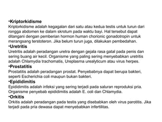 •Kriptorkidisme
Kriptorkidisme adalah kegagalan dari satu atau kedua testis untuk turun dari
rongga abdomen ke dalam skrotum pada waktu bayi. Hal tersebut dapat
ditangani dengan pemberian hormon human chorionic gonadotropin untuk
merangsang terstoteron. Jika belum turun juga, dilakukan pembedahan.
•Uretritis
Uretritis adalah peradangan uretra dengan gejala rasa gatal pada penis dan
sering buang air kecil. Organisme yang paling sering menyebabkan uretritis
adalah Chlamydia trachomatis, Ureplasma urealyticum atau virus herpes.
•Prostatitis
Prostatitis adalah peradangan prostat. Penyebabnya dapat berupa bakteri,
seperti Escherichia coli maupun bukan bakteri.
•Epididimitis
Epididimitis adalah infeksi yang sering terjadi pada saluran reproduksi pria.
Organisme penyebab epididimitis adalah E. coli dan Chlamydia.
•Orkitis
Orkitis adalah peradangan pada testis yang disebabkan oleh virus parotitis. Jika
terjadi pada pria dewasa dapat menyebabkan infertilitas.
 