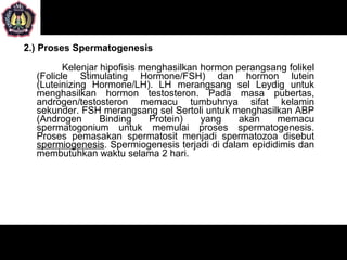 2.) Proses Spermatogenesis

         Kelenjar hipofisis menghasilkan hormon perangsang folikel
  (Folicle Stimulating Hormone/FSH) dan hormon lutein
  (Luteinizing Hormone/LH). LH merangsang sel Leydig untuk
  menghasilkan hormon testosteron. Pada masa pubertas,
  androgen/testosteron memacu tumbuhnya sifat kelamin
  sekunder. FSH merangsang sel Sertoli untuk menghasilkan ABP
  (Androgen       Binding     Protein)   yang    akan   memacu
  spermatogonium untuk memulai proses spermatogenesis.
  Proses pemasakan spermatosit menjadi spermatozoa disebut
  spermiogenesis. Spermiogenesis terjadi di dalam epididimis dan
  membutuhkan waktu selama 2 hari.
 