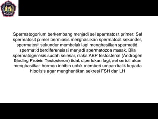 Spermatogonium berkembang menjadi sel spermatosit primer. Sel
spermatosit primer bermiosis menghasilkan spermatosit sekunder,
  spermatosit sekunder membelah lagi menghasilkan spermatid,
   spermatid berdiferensiasi menjadi spermatozoa masak. Bila
spermatogenesis sudah selesai, maka ABP testosteron (Androgen
Binding Protein Testosteron) tidak diperlukan lagi, sel sertoli akan
menghasilkan hormon inhibin untuk memberi umpan balik kepada
        hipofisis agar menghentikan sekresi FSH dan LH
 