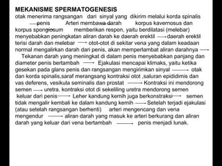 MEKANISME SPERMATOGENESIS
otak menerima rangsangan dari sinyal yang dikirim melalui korda spinalis
          penis       Arteri membawa darah            korpus kavernosus dan
korpus spongiosum          memberikan respon, yaitu berdilatasi (melebar)
menyebabkan peningkatan aliran darah ke daerah erektil            daerah erektil
terisi darah dan melebar        otot-otot di sekitar vena yang dalam keadaan
normal mengalirkan darah dari penis, akan memperlambat aliran darahnya
   Tekanan darah yang meningkat di dalam penis menyebabkan panjang dan
diameter penis bertambah             Ejakulasi mencapai klimaks, yaitu ketika
gesekan pada glans penis dan rangsangan mengirimkan sinyal                   otak
dan korda spinalis,saraf merangsang kontraksi otot ,saluran epididimis dan
vas deferens, vesikula seminalis dan prostat             Kontraksi ini mendorong
semen        uretra. kontraksi otot di sekeliling uretra mendorong semen
 keluar dari penis        Leher kandung kemih juga berkonstraksi           semen
tidak mengalir kembali ke dalam kandung kemih             Setelah terjadi ejakulasi
(atau setelah rangsangan berhenti) arteri mengencang dan vena
mengendur             aliran darah yang masuk ke arteri berkurang dan aliran
darah yang keluar dari vena bertambah                  penis menjadi lunak.
 