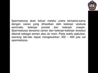Spermatozoa akan keluar melalui uretra bersama-sama
dengan cairan yang dihasilkan oleh kelenjar vesikula
seminalis, kelenjar prostat dan kelenjar cowper.
Spermatozoa bersama cairan dari kelenjar-kelenjar tersebut
dikenal sebagai semen atau air mani. Pada waktu ejakulasi,
seorang laki-laki dapat mengeluarkan 300 - 400 juta sel
spermatozoa.
 