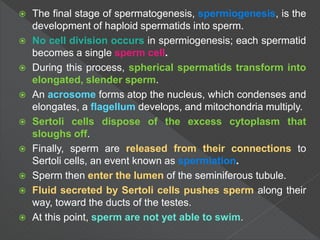 Spermatogenesis and oogenesis | PPT