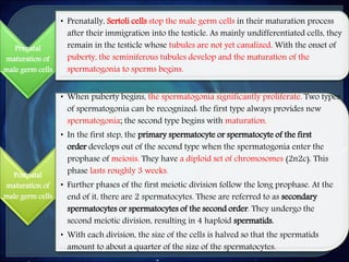 Prenatal
maturation of
male germ cells
• Prenatally, Sertoli cells stop the male germ cells in their maturation process
after their immigration into the testicle. As mainly undifferentiated cells, they
remain in the testicle whose tubules are not yet canalized. With the onset of
puberty, the seminiferous tubules develop and the maturation of the
spermatogonia to sperms begins.
Postnatal
maturation of
male germ cells
• When puberty begins, the spermatogonia significantly proliferate. Two types
of spermatogonia can be recognized: the first type always provides new
spermatogonia; the second type begins with maturation.
• In the first step, the primary spermatocyte or spermatocyte of the first
order develops out of the second type when the spermatogonia enter the
prophase of meiosis. They have a diploid set of chromosomes (2n2c). This
phase lasts roughly 3 weeks.
• Further phases of the first meiotic division follow the long prophase. At the
end of it, there are 2 spermatocytes. These are referred to as secondary
spermatocytes or spermatocytes of the second order. They undergo the
second meiotic division, resulting in 4 haploid spermatids.
• With each division, the size of the cells is halved so that the spermatids
amount to about a quarter of the size of the spermatocytes.
 