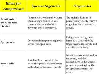 Basis for
comparison
Spermatogenesis Oogenesis
Functional cell
produced from
division
The meiotic division of primary
spermatocyte results in four
spermatids, each of which
develops into a sperm cell.
The meiotic division of
primary oocyte only forms a
single functional secondary
oocyte.
Cytogenesis
Cytogenesis in spermatogenesis
forms two equal cells.
Cytogenesis in oogenesis
forms two unequal cells;
larger secondary oocyte and
a smaller polar body.
Sertoli cells
Sertoli cells are found in the
testes that provide nourishment
to the developing male gamete.
Sertoli cells are not found in
the ovary, and the
nourishment to the female
gamete is provided by the
yolk present around the
ovum.
 