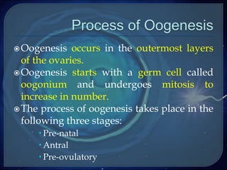 Oogenesis occurs in the outermost layers
of the ovaries.
Oogenesis starts with a germ cell called
oogonium and undergoes mitosis to
increase in number.
The process of oogenesis takes place in the
following three stages:
 Pre-natal
 Antral
 Pre-ovulatory
 