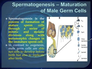  Spermatogenesis is the
process of formation of
mature sperm cells
through a series of
mitotic and meiotic
divisions along with
metamorphic changes in
the immature sperm cell.
 In contrast to oogenesis,
male germ cells are able
not only to develop before
birth but also to replicate
after birth.
 