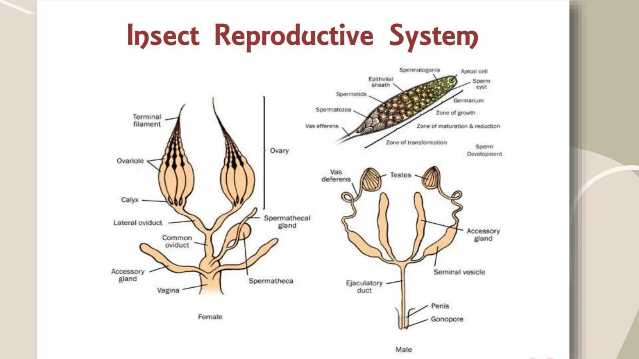 SPERMATOGENESIS AND OOGENESIS IN INSECTS | PPTX