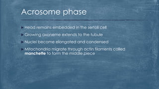  Head remains embedded in the sertoli cell
 Growing axoneme extends to the tubule
 Nuclei become elongated and condensed
 Mitochondria migrate through actin filaments called
manchette to form the middle piece
Acrosome phase
 