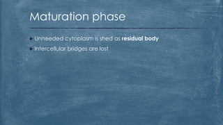  Unneeded cytoplasm is shed as residual body
 Intercellular bridges are lost
Maturation phase
 