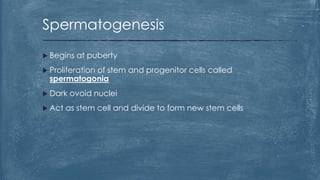  Begins at puberty
 Proliferation of stem and progenitor cells called
spermatogonia
 Dark ovoid nuclei
 Act as stem cell and divide to form new stem cells
Spermatogenesis
 