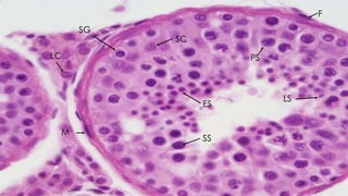 SG
PS
M
F
SC
ES
LS
SS
LC
 