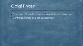  Proacrosomal vesicles coalesce as a single acrosomal cap
 Centrioles migrate and act as basal body
Golgi Phase
 