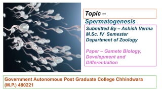 Topic –
Spermatogenesis
Submitted By – Ashish Verma
M.Sc. IV Semester
Department of Zoology
Paper – Gamete Biology,
Development and
Differentiation
Government Autonomous Post Graduate College Chhindwara
(M.P.) 480221
 