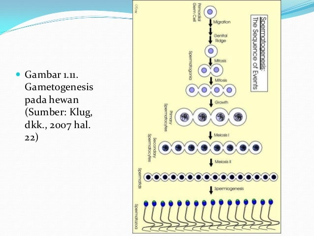 Spermatogenesis Dan Oogenesis 40242421