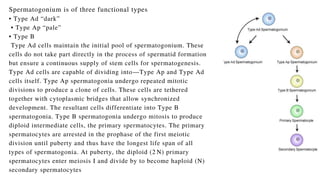 Spermatogonium is of three functional types
• Type Ad “dark”
• Type Ap “pale”
• Type B
Type Ad cells maintain the initial pool of spermatogonium. These
cells do not take part directly in the process of spermatid formation
but ensure a continuous supply of stem cells for spermatogenesis.
Type Ad cells are capable of dividing into—Type Ap and Type Ad
cells itself. Type Ap spermatogonia undergo repeated mitotic
divisions to produce a clone of cells. These cells are tethered
together with cytoplasmic bridges that allow synchronized
development. The resultant cells differentiate into Type B
spermatogonia. Type B spermatogonia undergo mitosis to produce
diploid intermediate cells, the primary spermatocytes. The primary
spermatocytes are arrested in the prophase of the first meiotic
division until puberty and thus have the longest life span of all
types of spermatogonia. At puberty, the diploid (2 N) primary
spermatocytes enter meiosis I and divide by to become haploid (N)
secondary spermatocytes
 