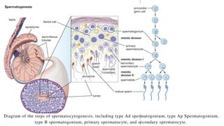 Biology
1
Diagram of the steps of spermatocytogenesis, including type Ad spermatogonium, type Ap Spermatogonium,
type B spermatogonium, primary spermatocyte, and secondary spermatocyte.
 