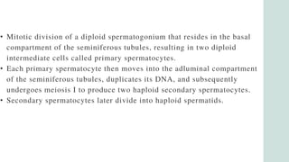 • Mitotic division of a diploid spermatogonium that resides in the basal
compartment of the seminiferous tubules, resulting in two diploid
intermediate cells called primary spermatocytes.
• Each primary spermatocyte then moves into the adluminal compartment
of the seminiferous tubules, duplicates its DNA, and subsequently
undergoes meiosis I to produce two haploid secondary spermatocytes.
• Secondary spermatocytes later divide into haploid spermatids.
 