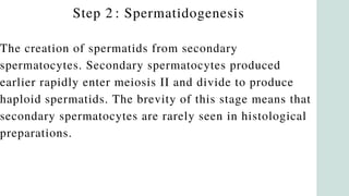 Step 2 : Spermatidogenesis
The creation of spermatids from secondary
spermatocytes. Secondary spermatocytes produced
earlier rapidly enter meiosis II and divide to produce
haploid spermatids. The brevity of this stage means that
secondary spermatocytes are rarely seen in histological
preparations.
 