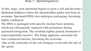 Step 3 : Spermiogenesis
At this stage, each spermatid begins to grow a tail and develop a
thickened midpiece where the mitochondria gather and form an
axoneme. Spermatid DNA also undergoes packaging, becoming
highly condensed.
The DNA is packaged with specific nuclear basic proteins,
which are subsequently replaced with protamines during
spermatid elongation. The resultant tightly packed chromatin is
transcriptionally inactive. The Golgi apparatus surrounds the
now condensed nucleus, becoming the acrosome.
One of the centrioles of the cell elongates to become the tail of
the sperm.
 