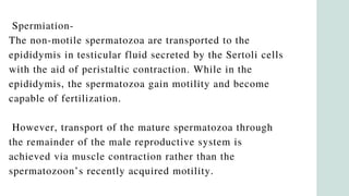 Spermiation-
The non-motile spermatozoa are transported to the
epididymis in testicular fluid secreted by the Sertoli cells
with the aid of peristaltic contraction. While in the
epididymis, the spermatozoa gain motility and become
capable of fertilization.
However, transport of the mature spermatozoa through
the remainder of the male reproductive system is
achieved via muscle contraction rather than the
spermatozoon’s recently acquired motility.
 