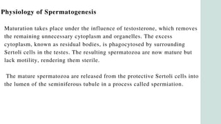 Physiology of Spermatogenesis
Maturation takes place under the influence of testosterone, which removes
the remaining unnecessary cytoplasm and organelles. The excess
cytoplasm, known as residual bodies, is phagocytosed by surrounding
Sertoli cells in the testes. The resulting spermatozoa are now mature but
lack motility, rendering them sterile.
The mature spermatozoa are released from the protective Sertoli cells into
the lumen of the seminiferous tubule in a process called spermiation.
 