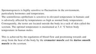 Spermatogenesis is highly sensitive to fluctuations in the environment,
particularly hormones and temperature.
The seminiferous epithelium is sensitive to elevated temperature in humans and
is adversely affected by temperatures as high as normal body temperature.
Consequently, the testes are located outside the body in a sack of skin called the
scrotum. The optimal temperature is maintained at 3 .4 °C below body
temperature in human males.
This is achieved by the regulation of blood flow and positioning towards and
away from the heat of the body by the cremaster muscle and the dartos smooth
muscle in the scrotum.
 
