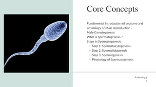 Core Concepts
Fundamental Introduction of anatomy and
physiology of Male reproduction .
Male Gametogenesis
What is Spermatogenesis ?
Steps in Spermatogenesis
• Step 1: Spermatocytogenesis
• Step 2: Spermatidogenesis
• Step 3: Spermiogenesis
• Physiology of Spermatogenesis
Andrology
l
 