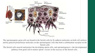 The spermatogenic germ cells are bound to the Sertoli cells by N-cadherin molecules on both cell surfaces
and by galactosyltransferase molecules on the spermatogenic cells that bind a carbohydrate receptor on the
Sertoli cells
The Sertoli cells nourish and protect the developing sperm cells, and spermatogenesis—the developmental
pathway from germ cell to mature sperm—occurs in the recesses of the Sertoli cells .
 