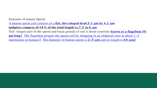 Structure of mature Sperm
A human sperm cell consists of a flat, disc-shaped head 5 .1 µm by 4 .1 µm
midpiece compres of 1 0 % of the total length i.e.7 .5 to 6 µm
Tail- longest part of the sperm and basal granule of tail is distal centriole known as a flagellum 5 0
µm long1. The flagellum propels the sperm cell by whipping in an elliptical cone at about 1 –3
mm/minute in humans1. The diameter of human sperm is 2 –5 μm and its length is 6 0 μm2.
 
