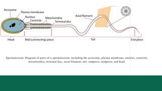 Spermatozoon: Diagram of parts of a spermatozoon, including the acrosome, plasma membrane, nucleus, centriole,
mitochondria, terminal disc, axial filament, tail, endpiece, midpiece, and head.
 